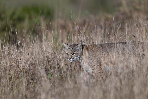 A bobcat walks through the dry grass in Point Reyes, California.